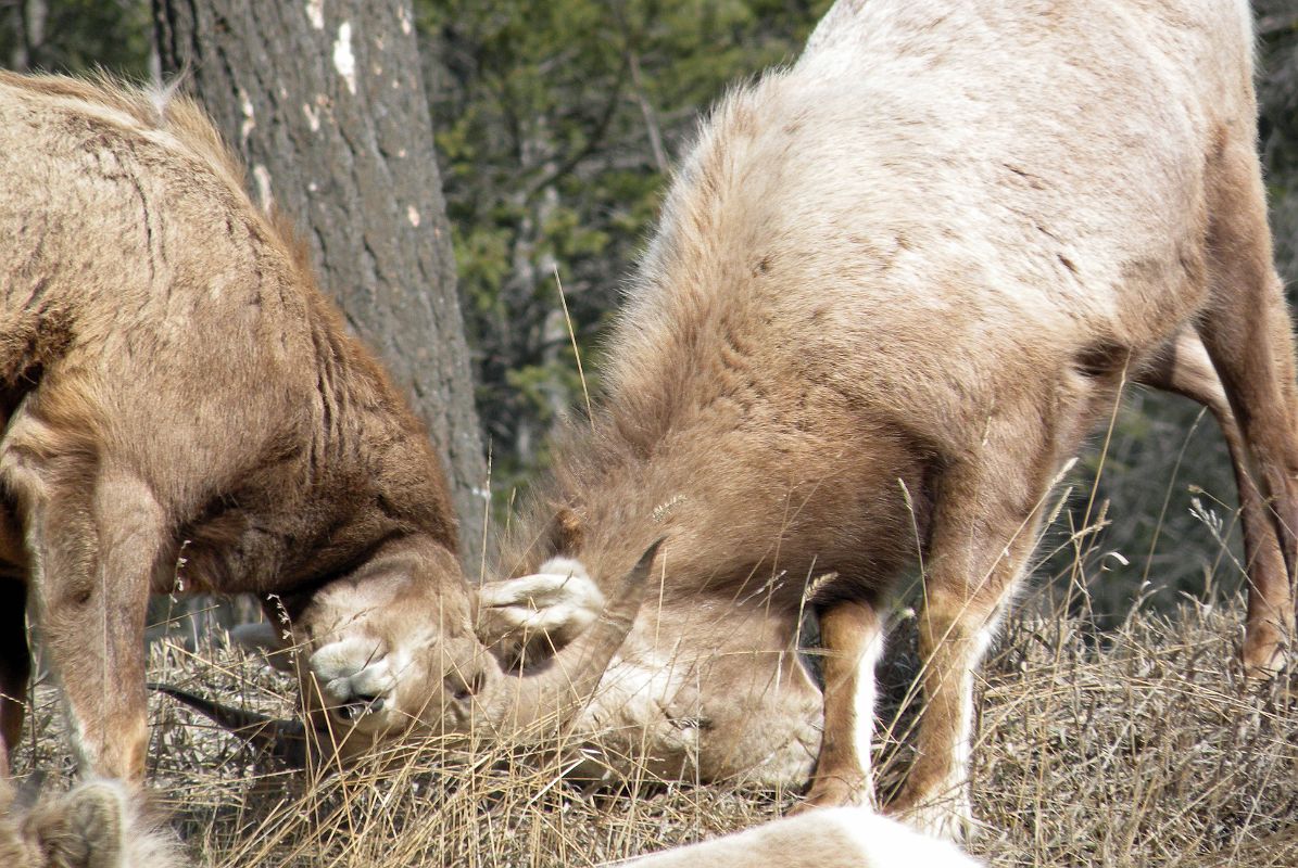 20 Big Horn Sheep Bucking Heads From Highway 93 On Drive From Castle Junction To Radium In Winter